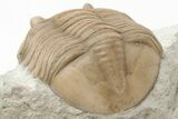 Rare, Asaphus Sulevi Trilobite - Russia #200466-3